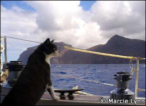 Jelly the Cat sailing on s/v Nine of Cups - Photo from Marcie Lynn's website www.nineofcups.com