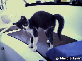 Jelly moved aboard Nine of Cups at age 6 weeks - Photo from Marcie Lynn's website www.nineofcups.com