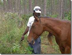 Abaco wild horse