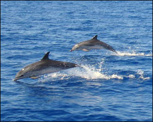 Dolphins - Photo: Devi Sharp