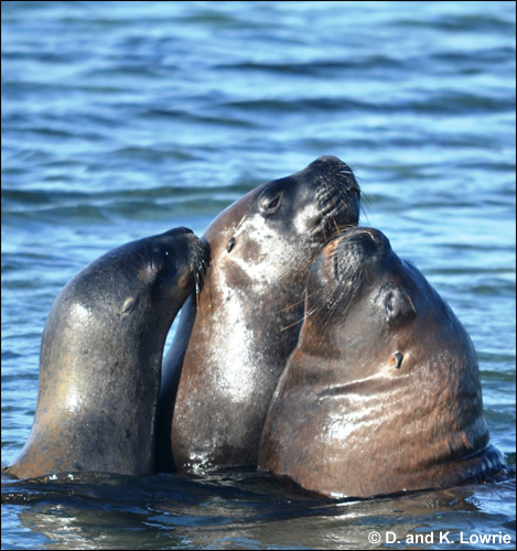 South American sealions